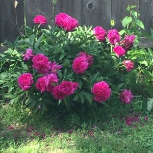 Meet your Posher, Lashara